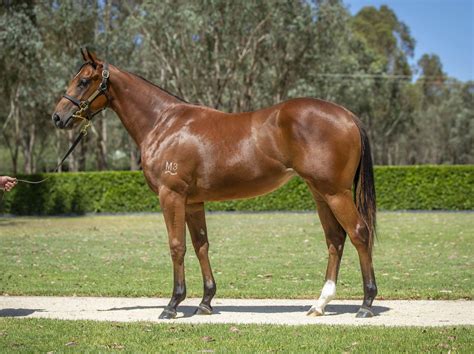 warwick farm trials|Warwick Farm trials: Microphone fillies impress.